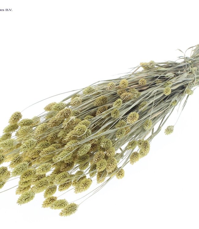 Matt light yellow dried canary grass | Phalaris dry flowers | Length 60 centimetres | Order per 6 bunches