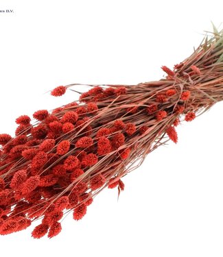 QC Coral-coloured dried canary grass | Phalaris dry flowers | Length 60 centimetres | Per 6 bunches