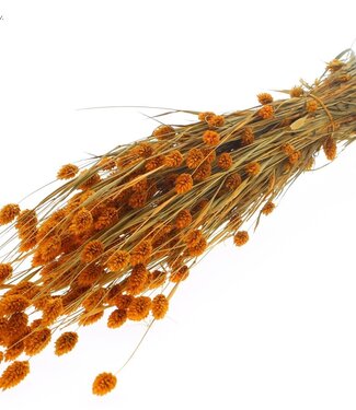 QC Apricot-coloured dried Canary Grass | Phalaris dry flowers | Length 60 centimetres | Per 6 bunches