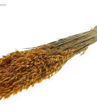 QC Apricot-coloured dried oats | Avena dried flowers | Length 60 centimetres | Per 6 bunches