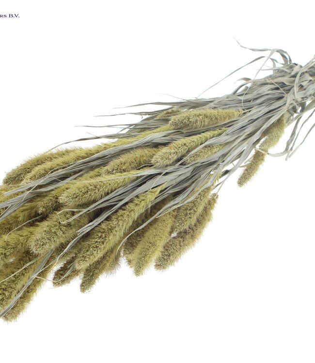 Setaria per bunch Frosted Light Yellow ( x 6 )