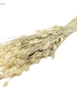 QC Intense white dried Canary Grass | Phalaris dry flowers | Length 60 centimetres | Per 6 bunches