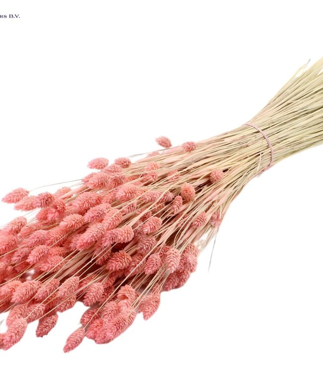 Intense rose-coloured dried Canary grass | Phalaris dry flowers | Length 60 centimetres | Order per 6 bunches