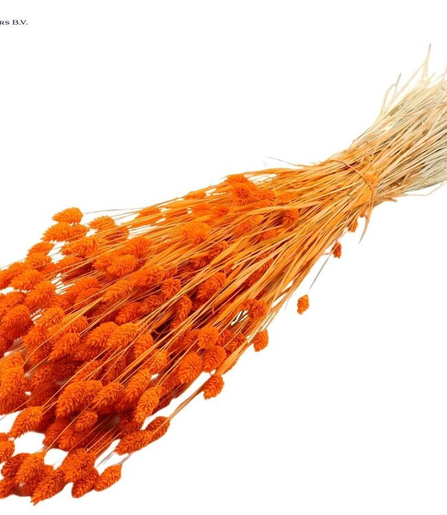 Intense orange dried Canary Grass | Phalaris dried flowers | Length 60 centimetres | Order per 6 bunches