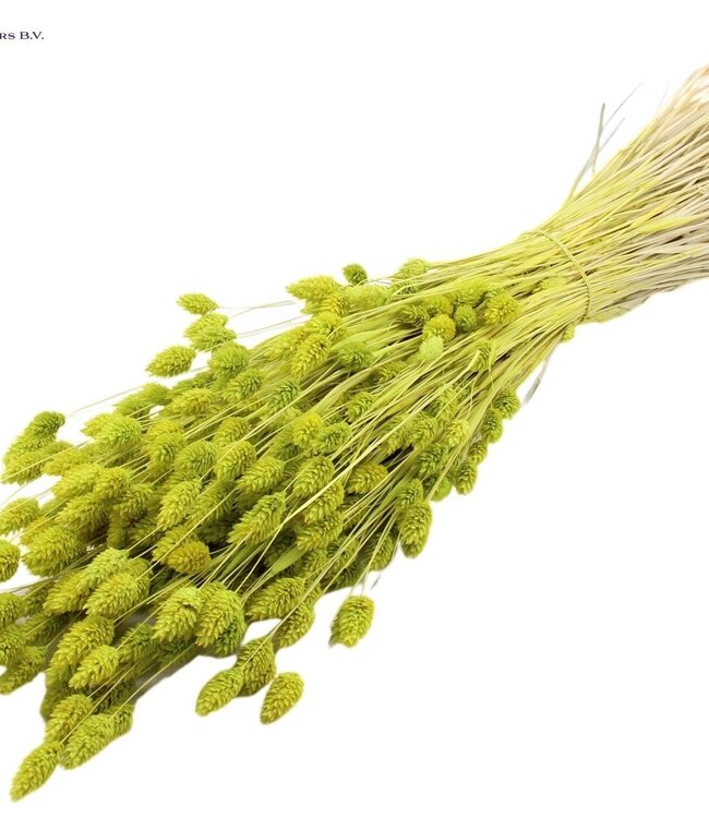 Intense mint green dried Canary grass | Phalaris dry flowers | Length 60 centimetres | Order per 6 bunches