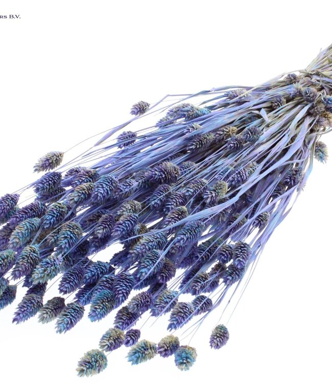 Dried Canary Grass mixed colours light blue | Phalaris dried flowers | Length 60 centimetres | Order per 6 bunches