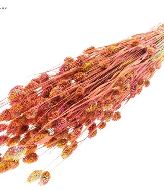 QC Herbe à canaris séchée mélangée couleur cerise | Phalaris fleurs sèches | Longueur 60 centimètres | Par 6 bouquets