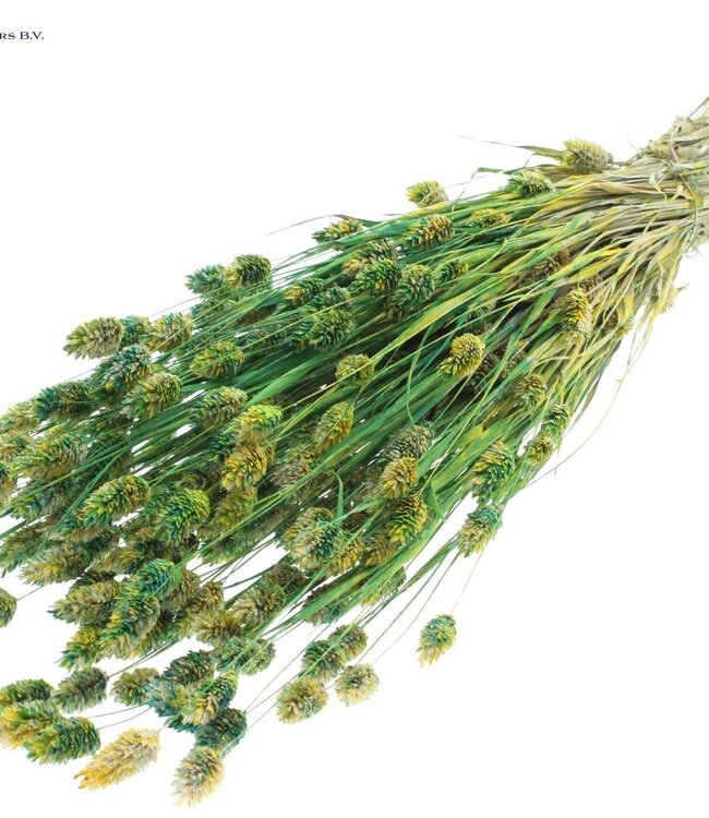 Dried Canary Grass mixed colours green | Phalaris dried flowers | Length 60 centimetres | Order per 6 bunches