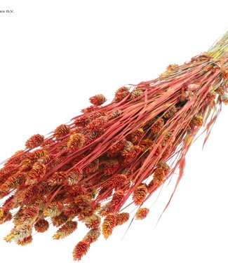 QC Herbe à canaris séchée couleurs mixtes rouge | Phalaris fleurs sèches | Longueur 60 centimètres | Par 6 bouquets