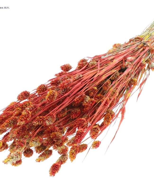 Dried Canary Grass mixed colours red | Phalaris dried flowers | Length 60 centimetres | Order per 6 bunches