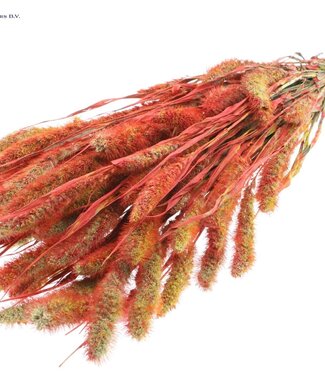 QC Setaria per bunch Multicolour Red ( x 6 )