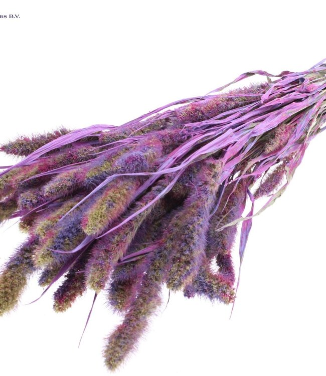 Setaria per bunch Multicolour Milka ( x 6 )