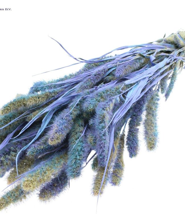 Setaria per bunch Multicolour Light Blue ( x 6 )