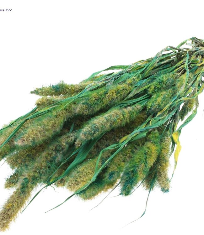 Setaria per bunch Multicolour Green ( x 6 )