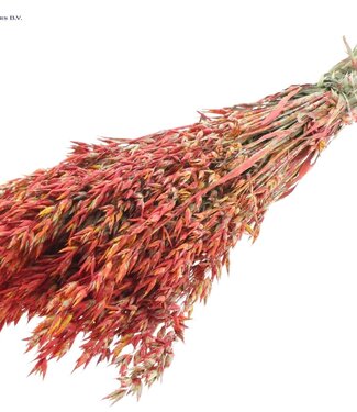 QC Dried oats red mixed colours | Avena dried flowers | Length 60 centimetres | Per 6 bunches