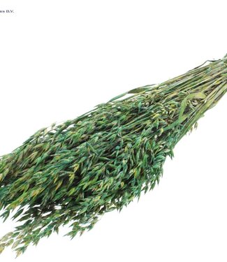 QC Gedroogde haver gemengde groene kleuren | Avena droogbloemen | Lengte 60 centimeter | Per 6 bossen