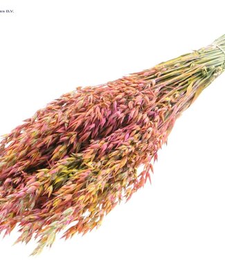 QC Avoine séchée cerise couleurs mélangées | Avena fleurs séchées | Longueur 60 centimètres | Par 6 bouquets