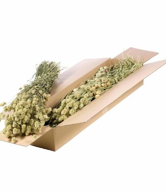 LDD Natural green dried Phalaris | Per 4 bunches