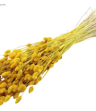 QC Intense yellow dried canary grass | Phalaris dry flowers | Length 60 centimetres | Per 6 bunches