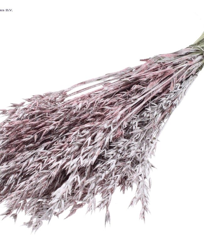 Gedroogde haver champagnekleurig met glitters | Avena droogbloemen | Lengte 60 centimeter | Per 6 bossen te bestellen