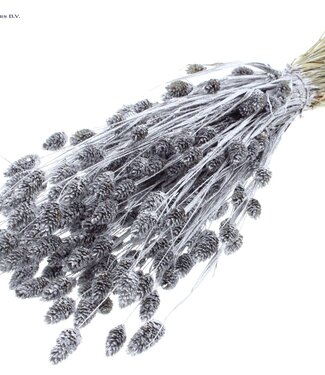 QC Silver dried Canary grass with glitter | Phalaris dried flowers | Length 60 centimetres | Per 6 bunches