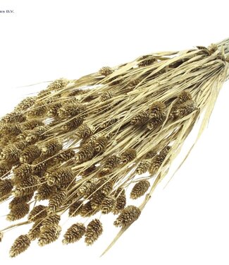 QC Goldfarbenes getrocknetes Kanariengras mit Glitter | Phalaris Trockenblumen | Länge 60 cm | Pro 6 Sträuße