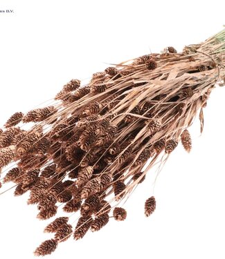 QC Copper-coloured dried Canary Grass with glitter | Phalaris dried flowers | Length 60 cm | Per 6 bunches