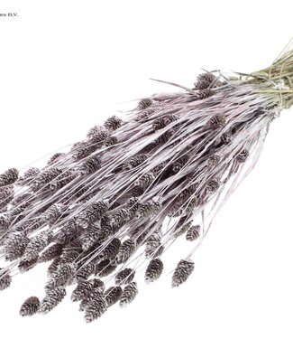 QC Champagne-coloured dried Canary Grass with glitter | Phalaris dried flowers | Length 60 centimetres | Per 6 bunches