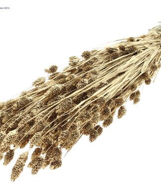 QC Antique gold coloured dried Canary Grass with glitter | Phalaris dried flowers | Length 60 centimetres | Per 6 bunches