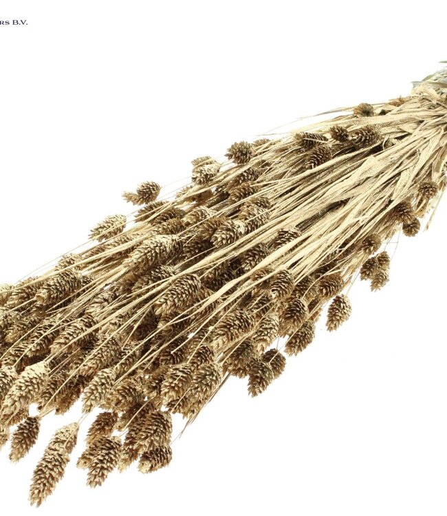 Antique golden dried Canary Grass with glitter | Phalaris dried flowers | Length 60 cm | Order per 6 bunches