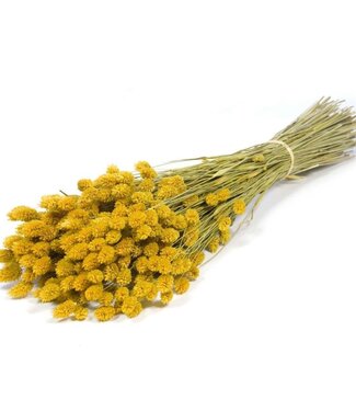 LDD Yellow dried canary grass | Phalaris dry flowers | Per 20 bunches