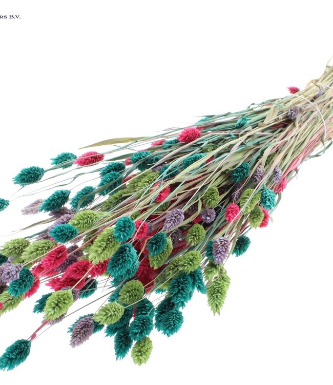 Dried Canary Grass mixed colours VII | Phalaris dried flowers | Length 60 centimetres | Order per 6 bunches