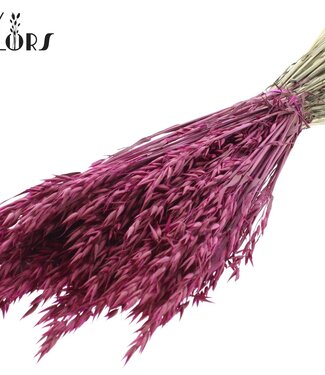 QC Avoine séchée de couleur lilas | Avena fleurs séchées | Longueur 60 centimètres | Par 6 bottes