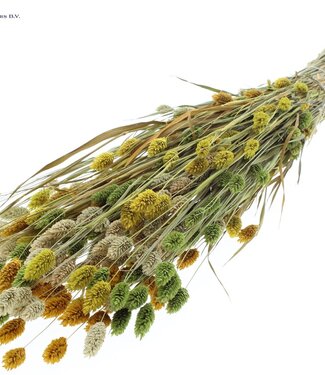 QC Dried Canary Grass mixed summer colours | Phalaris dry flowers | Length 60 centimetres | Per 6 bunches