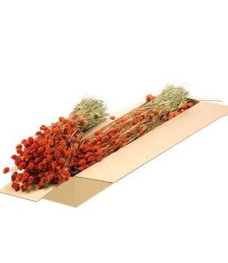 LDD Burnt orange dried Phalaris | Per 4 bunches