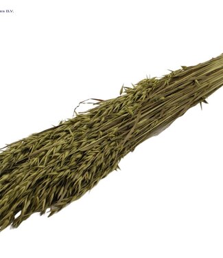 QC Olijfkleurig gedroogde haver | Avena droogbloemen | Lengte 60 centimeter | Per 20 bossen