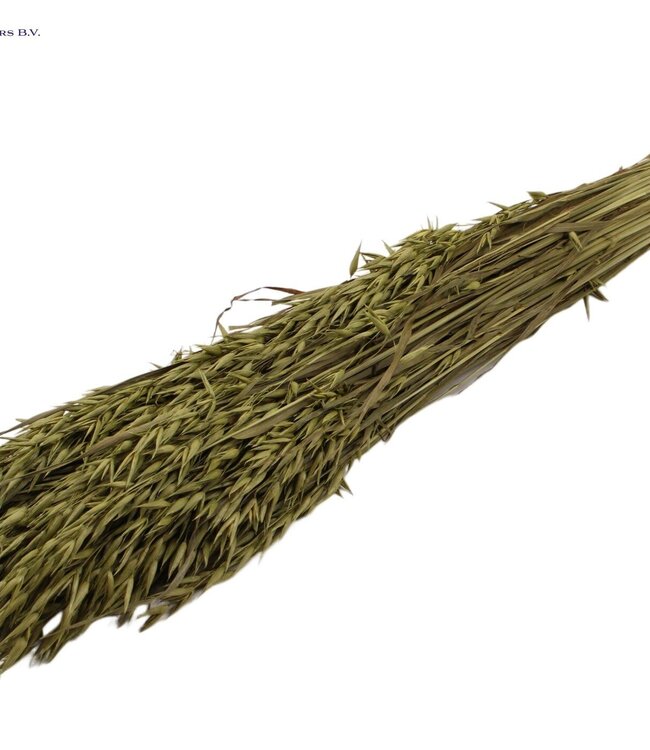 Olive-coloured dried oats | Avena dried flowers | Length 60 centimetres | Order per 20 bunches