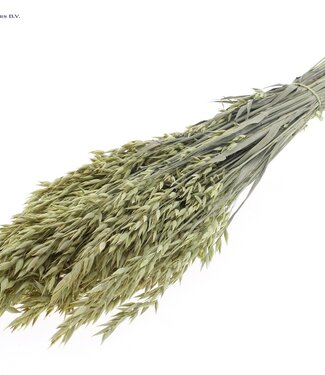 QC Mat lichtgele gedroogde haver | Avena droogbloemen | Lengte 60 centimeter | Per 20 bossen