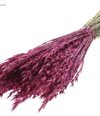 QC Avoine séchée de couleur lilas | Avena fleurs séchées | Longueur 60 centimètres | Par 20 bottes