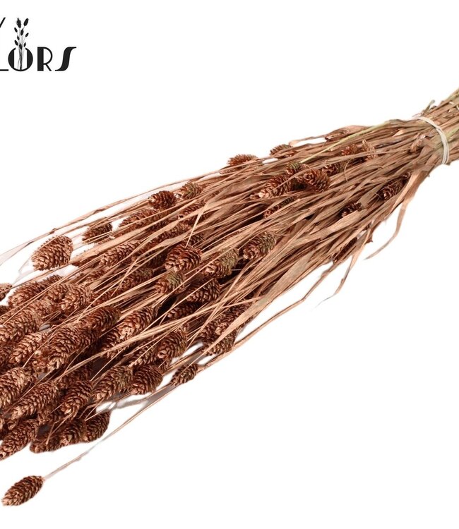 Copper-coloured dried canary grass | Phalaris dried flowers | Length 60 centimetres | Order per 20 bunches