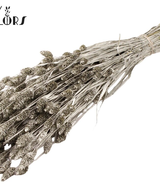 Platinum-coloured dried Canary Grass | Phalaris dry flowers | Length 60 centimetres | Order per 20 bunches