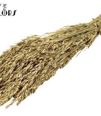 QC Golden dried oats | Avena dried flowers | Length 60 centimetres | Per 6 bunches