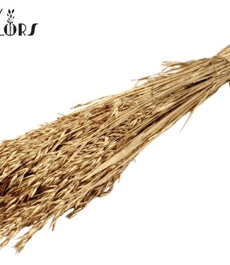 QC Antique golden dried oats | Avena dried flowers | Length 60 centimetres | Per 6 bunches