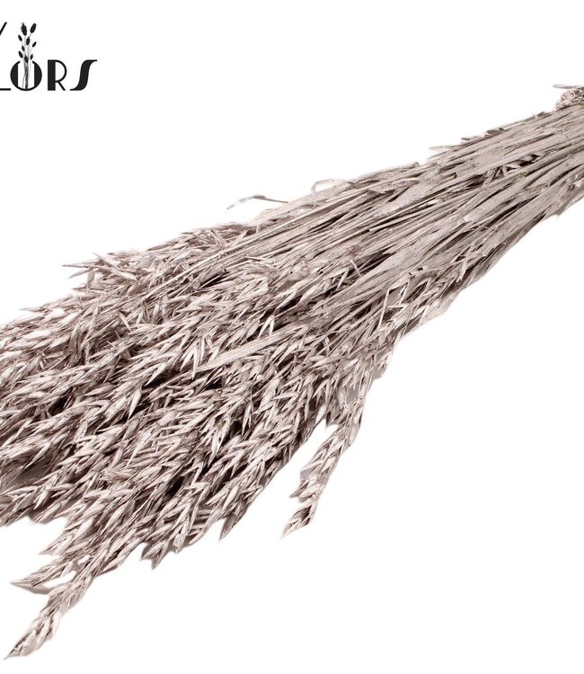 Champagne-coloured dried oats | Avena dried flowers | Length 60 centimetres | Order per 6 bunches