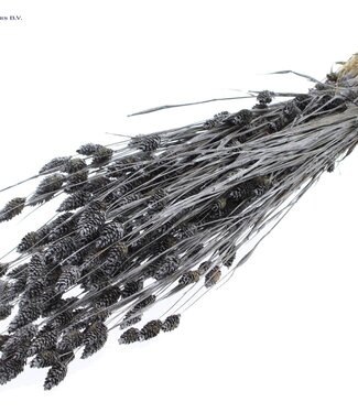 QC Metallic graphite dried canary grass | Phalaris dry flowers | Length 60 centimetres | Per 6 bunches