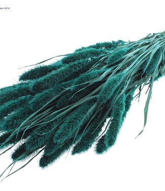 QC Setaria per bunch Turquoise ( x 6 )