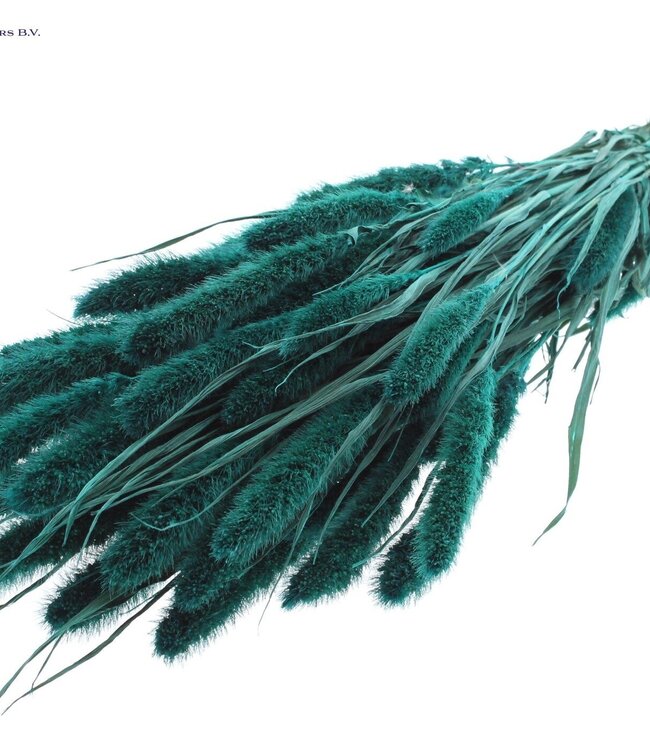 Setaria per bunch Turquoise ( x 6 )