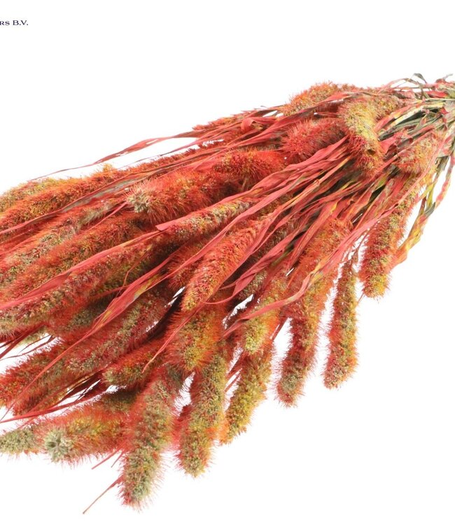 Setaria per bunch Multicolour Red ( x 6 )