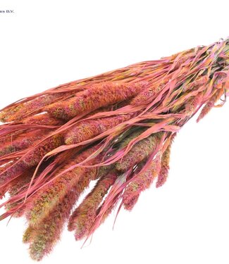 QC Setaria per bunch Multicolour Cerise ( x 6 )