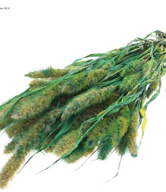 QC Setaria per bunch Multicolour Green ( x 6 )